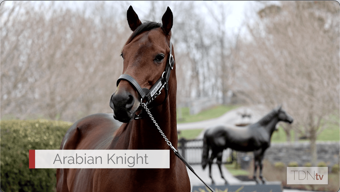 Arabian Knight, the Most Popular New Sire in Hill 'n' Dale History